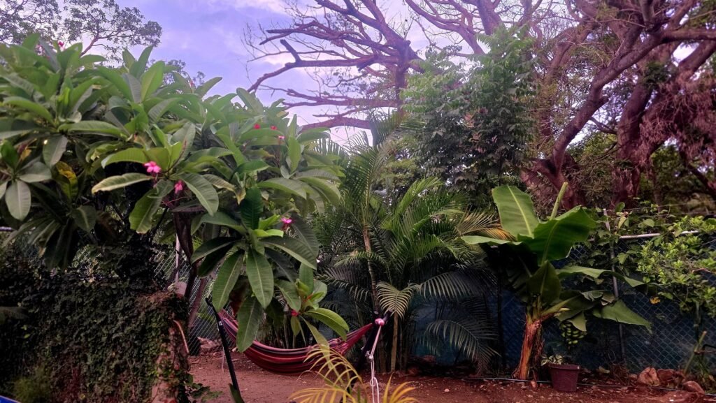 garden in ground heated pool la joya escondita vacation rental jungle higuera blanca nayarit sayulita punta mita air bnb